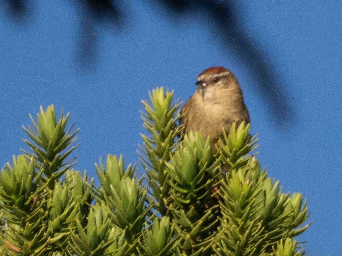 blekpiggstjert - ML646194114