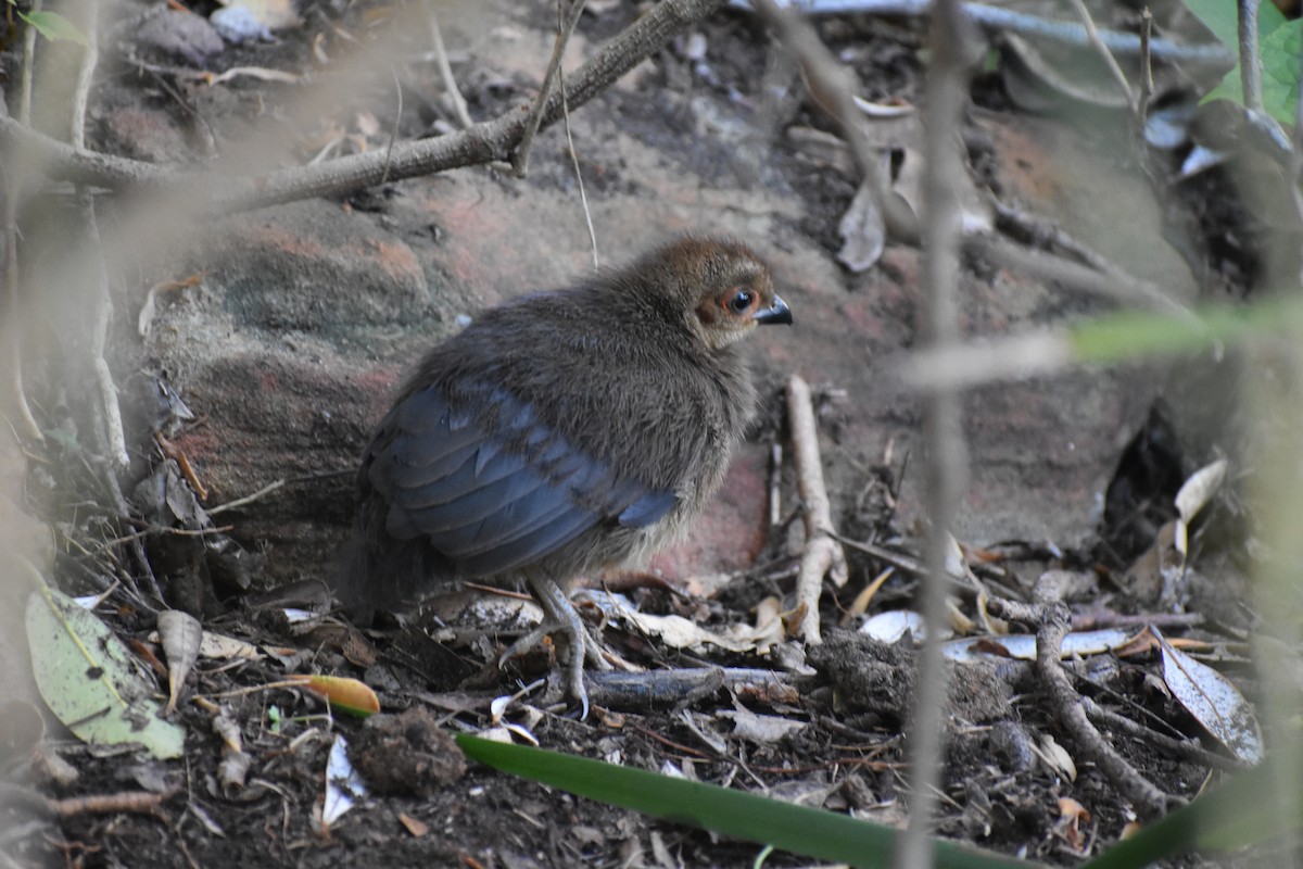 klaveovnhøne - ML646194115