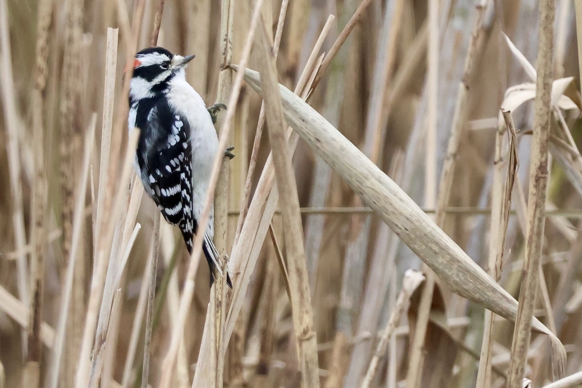 dunspett - ML646194117