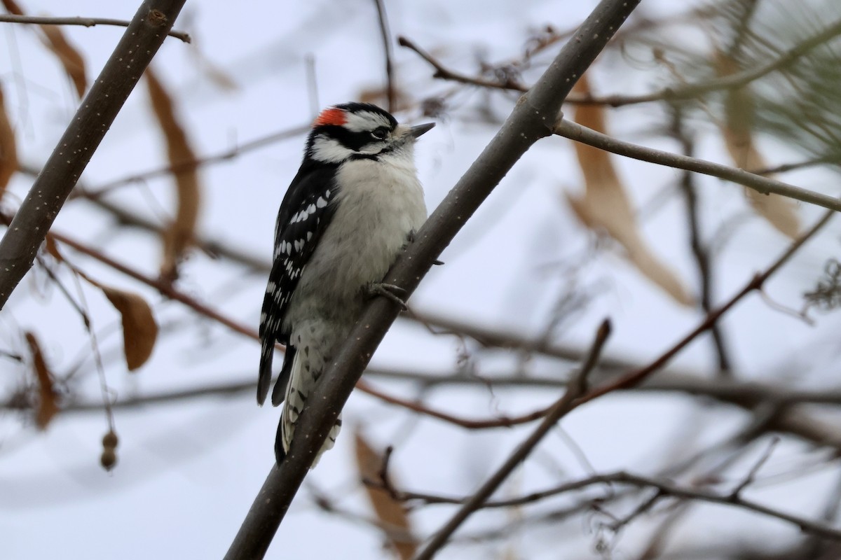 dunspett - ML646194118