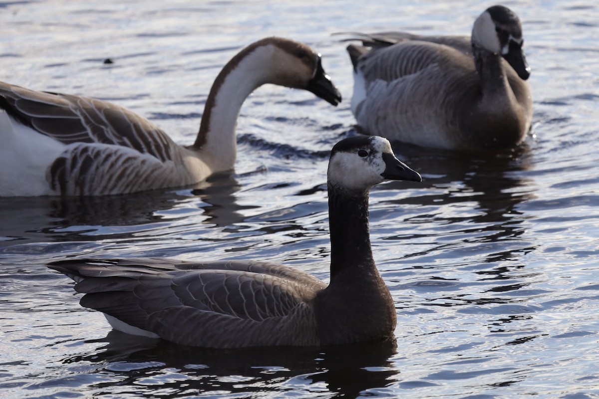 ub. gås - ML646194121