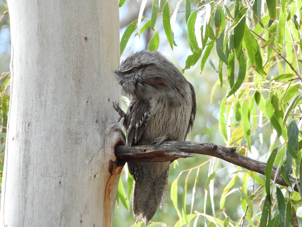 uglefroskemunn - ML646194122