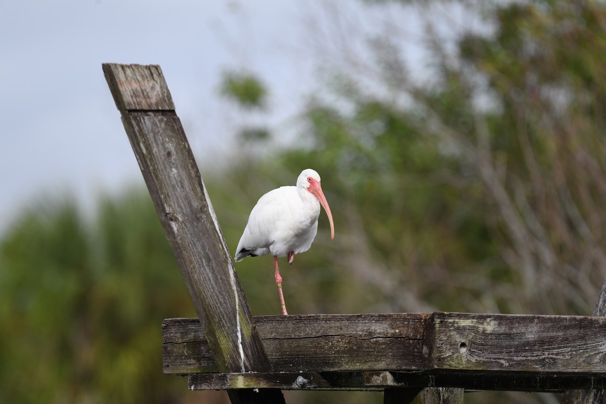 hvitibis - ML646194123