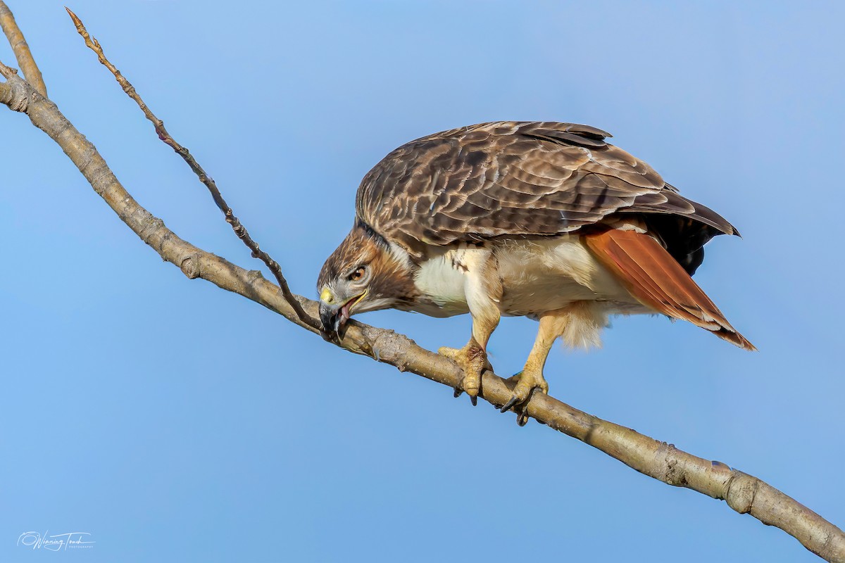 rødstjertvåk - ML646194125