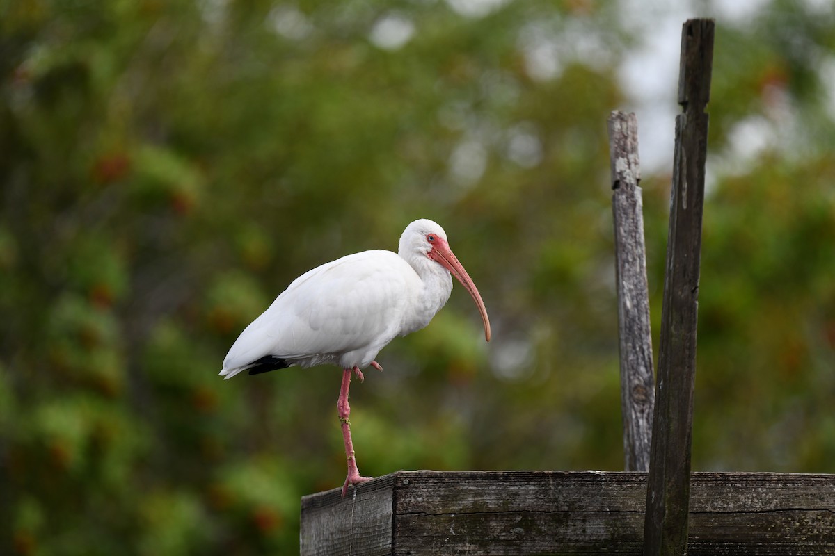 hvitibis - ML646194126