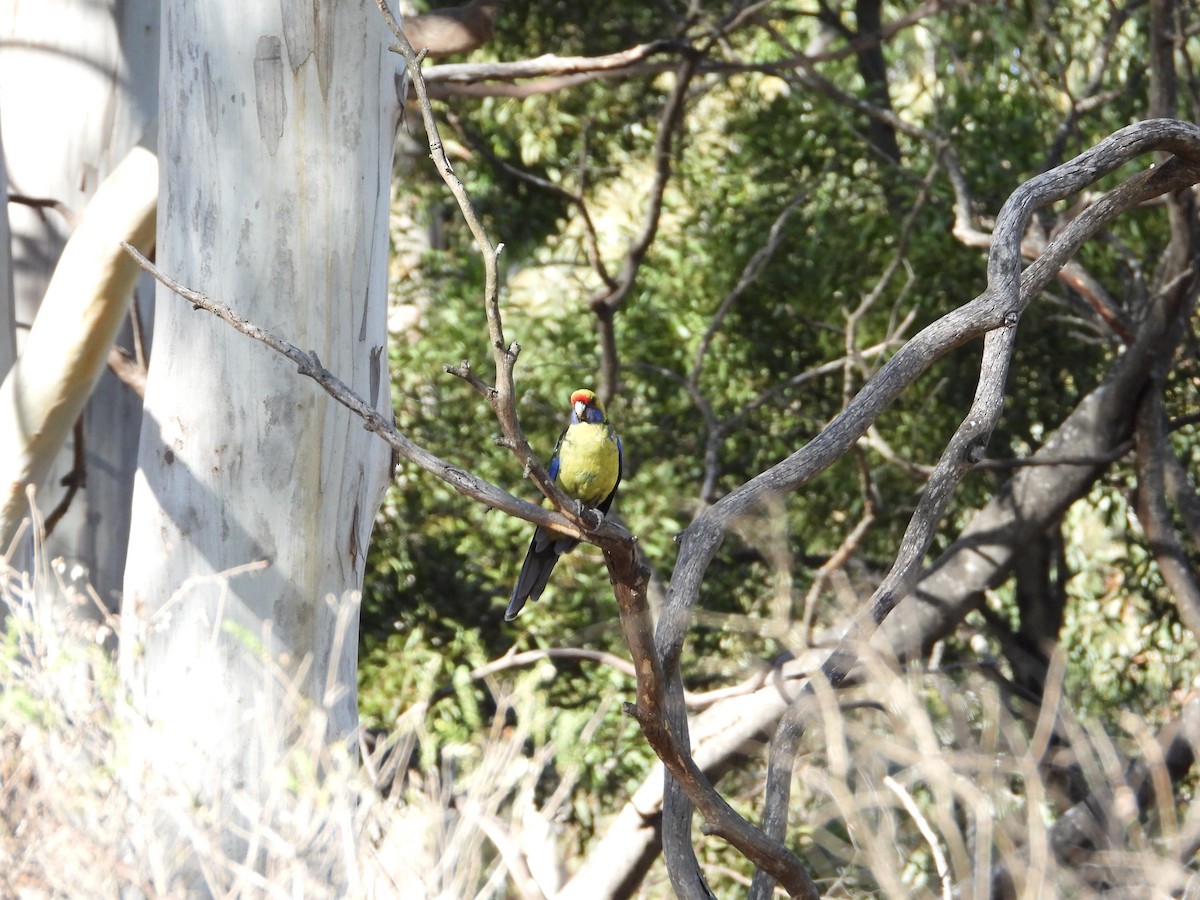 grønnrosella - ML646194127