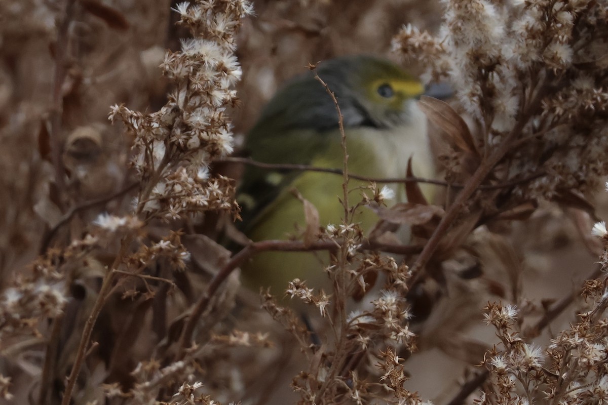 White-eyed Vireo - ML646194128