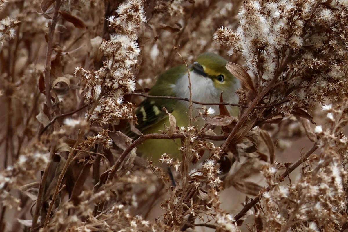 White-eyed Vireo - ML646194129