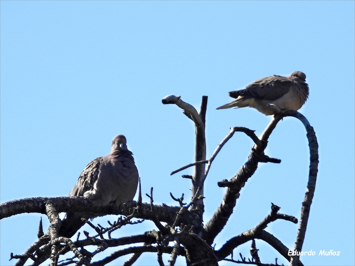 flekkvingedue - ML646194130