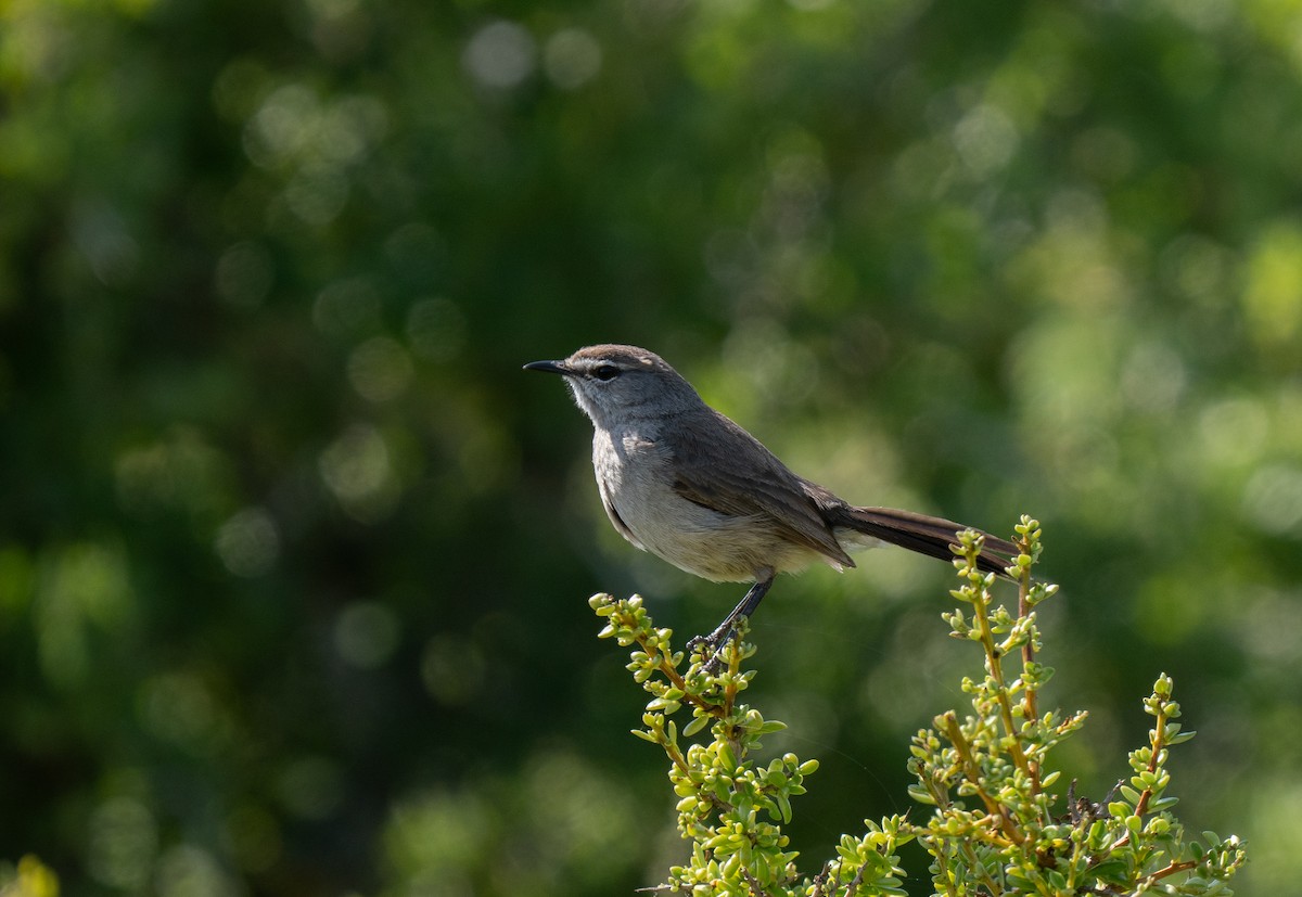 karookrattskvett - ML646194131