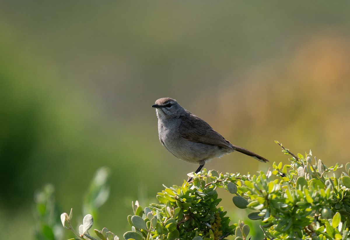 karookrattskvett - ML646194132