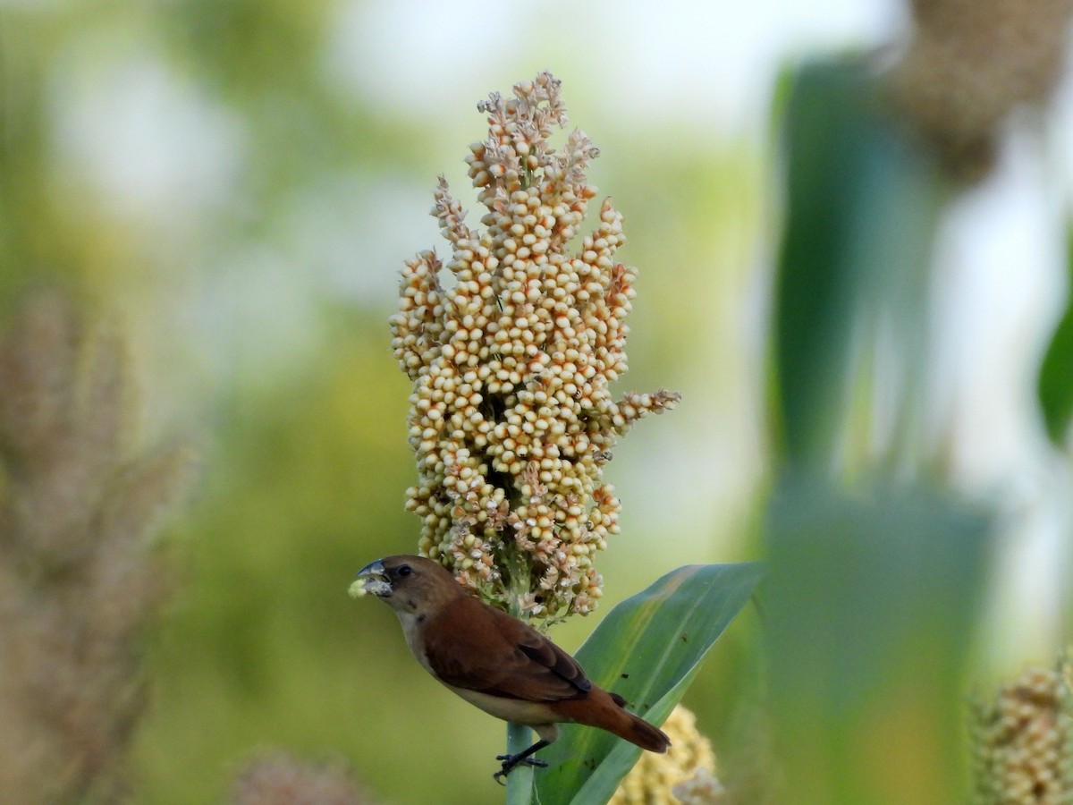 svarthodenonne - ML646194134