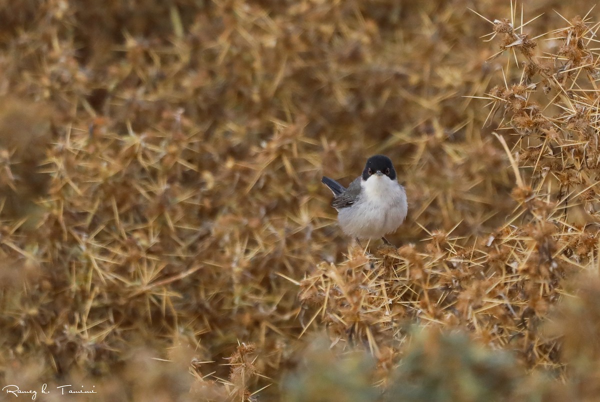 svarthodesanger - ML646194137