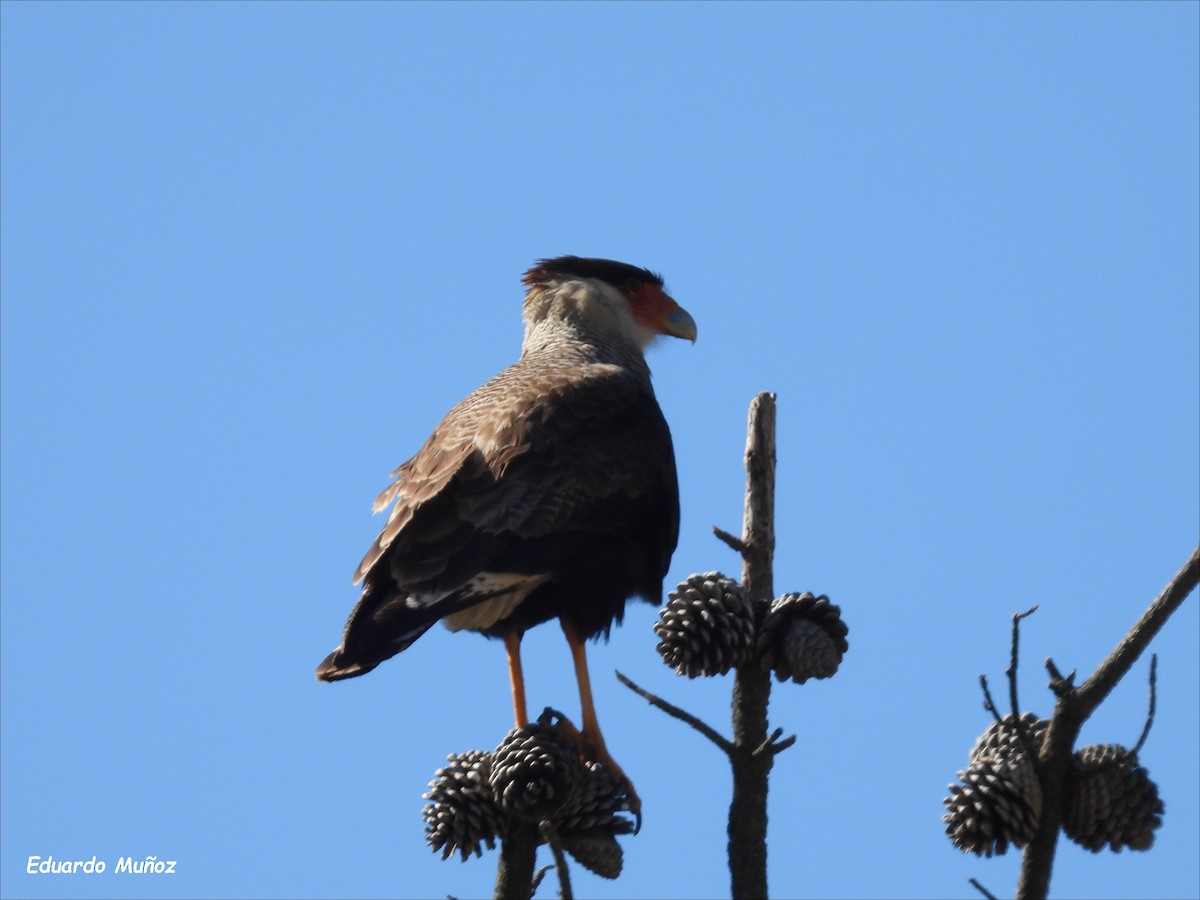 gribbkarakara - ML646194138