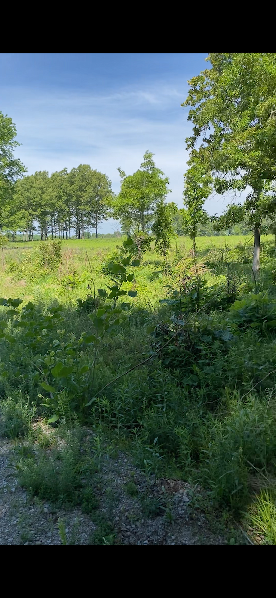 Bachman's Sparrow - ML646194139