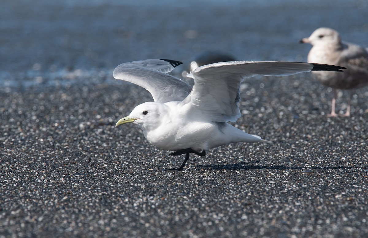 Kara Ayaklı Martı - ML646194140