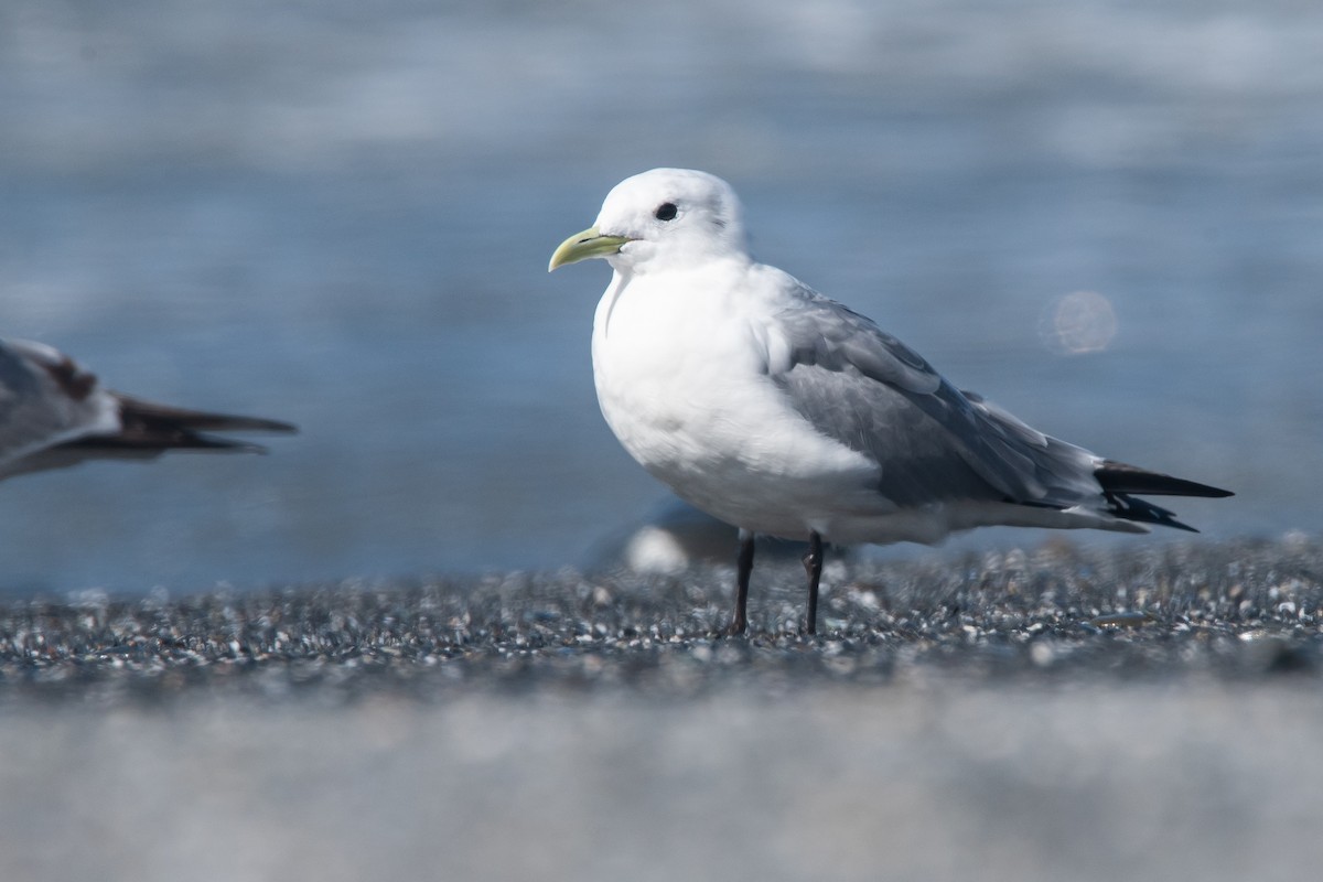 krykkje - ML646194141