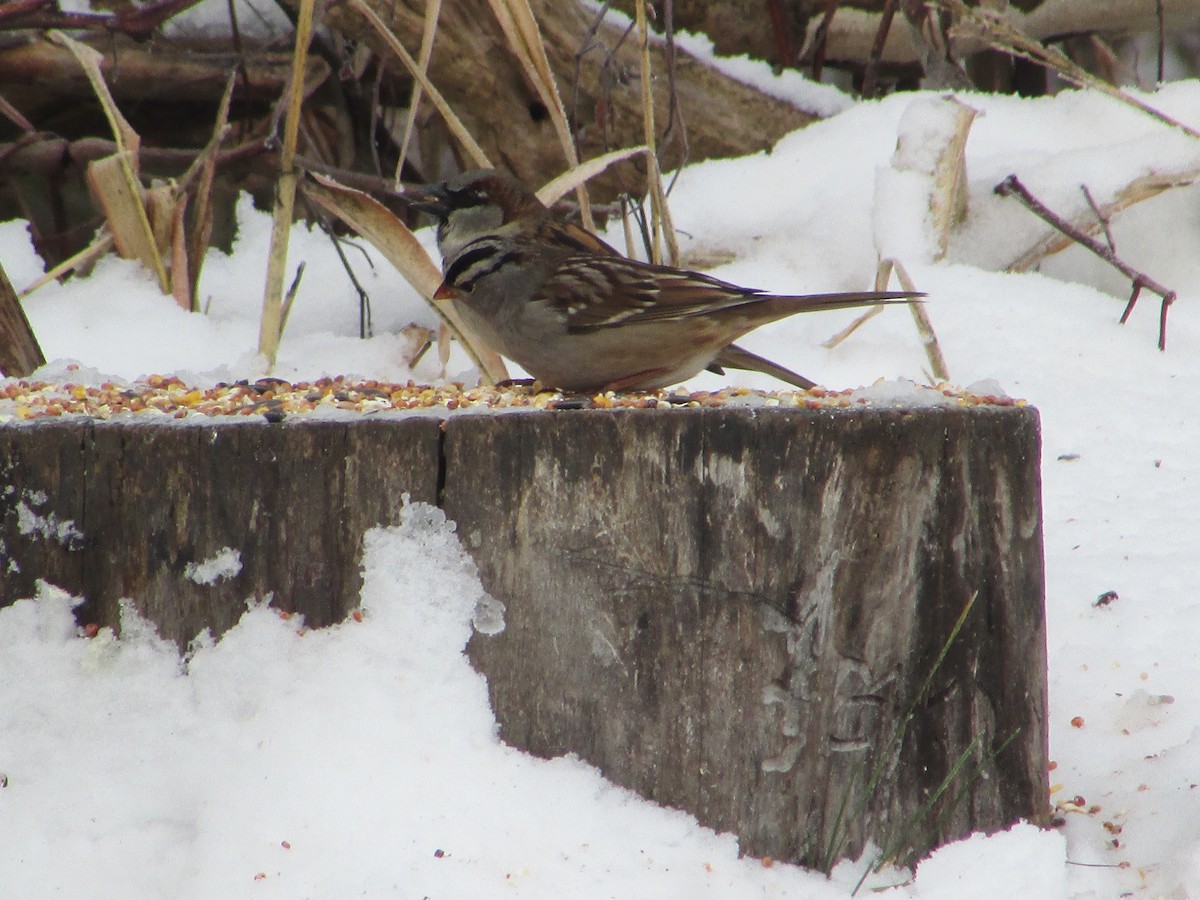 gråspurv - ML646194142