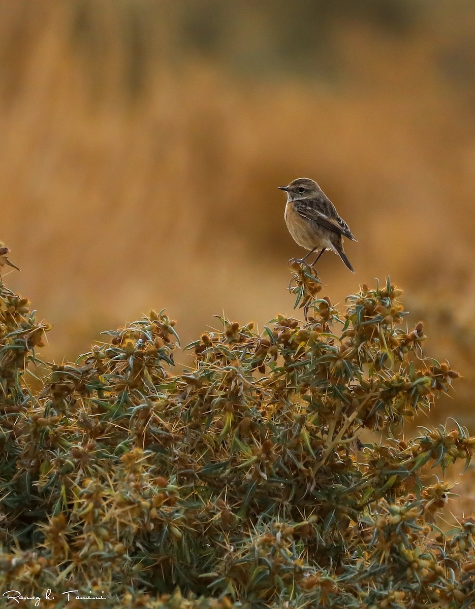 svartstrupe - ML646194143