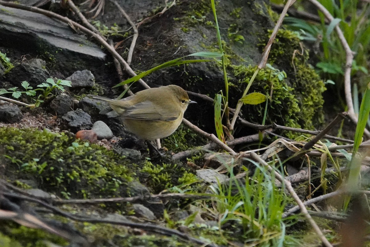 gransanger - ML646194144