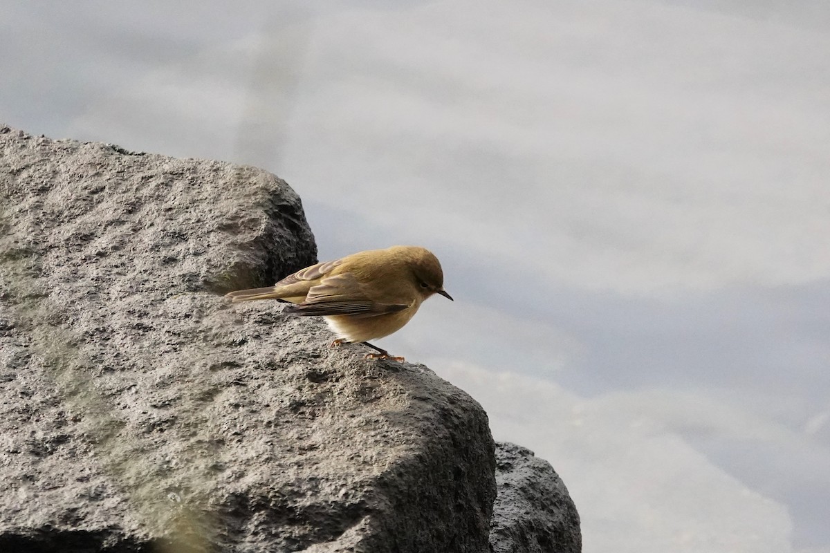 gransanger - ML646194145