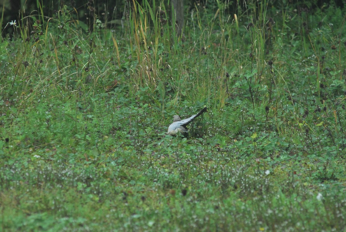 sørgedue - ML646194146