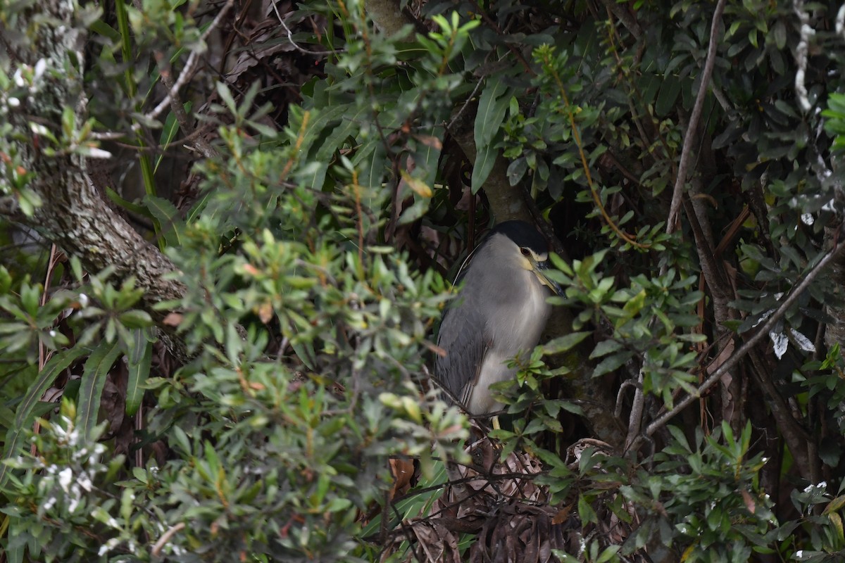 natthegre - ML646194147