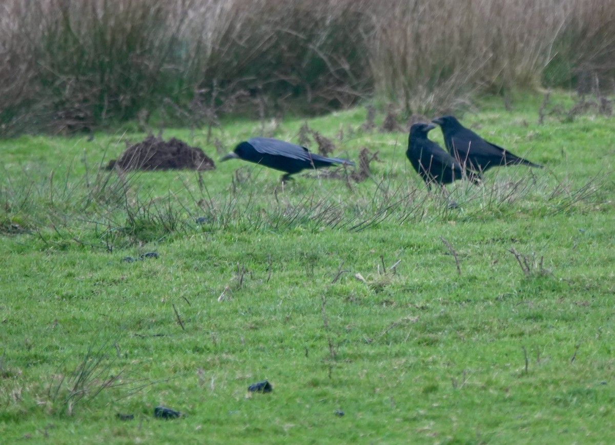 svartkråke - ML646194148