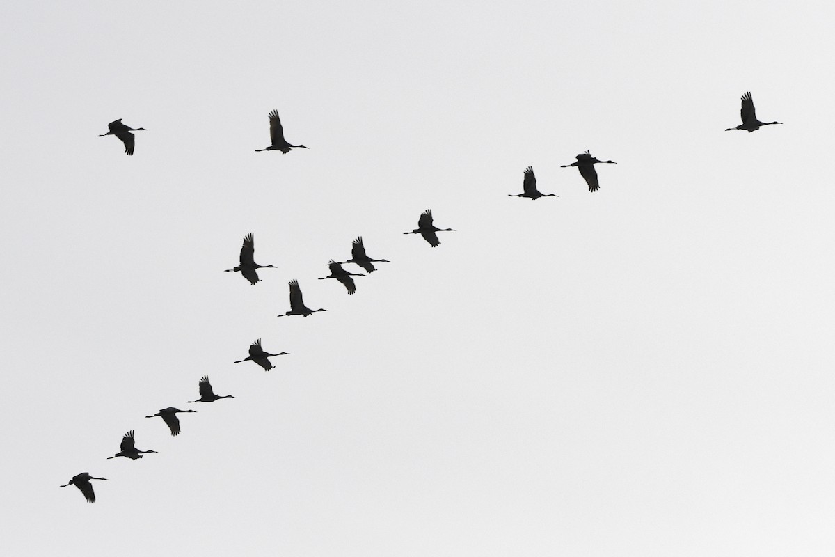 Sandhill Crane - ML646194154