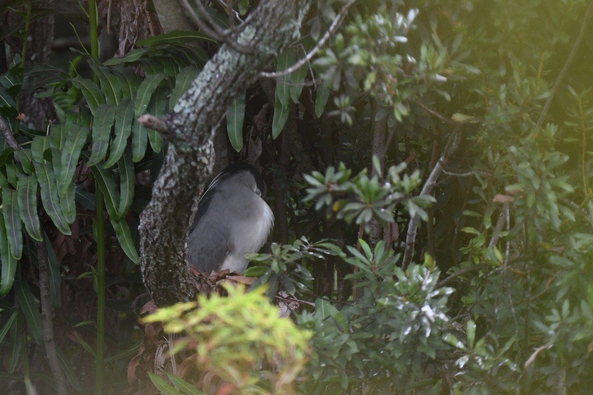 natthegre - ML646194155