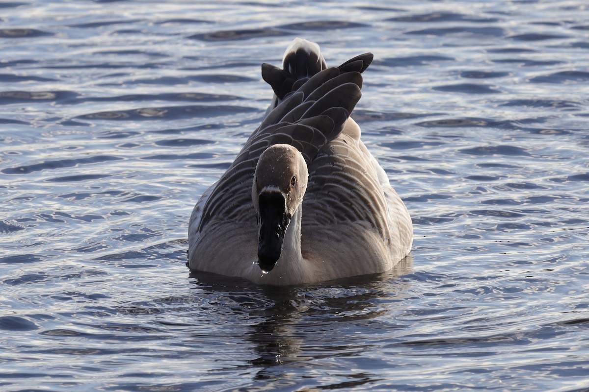 Swan Goose (Domestic type) - ML646194160