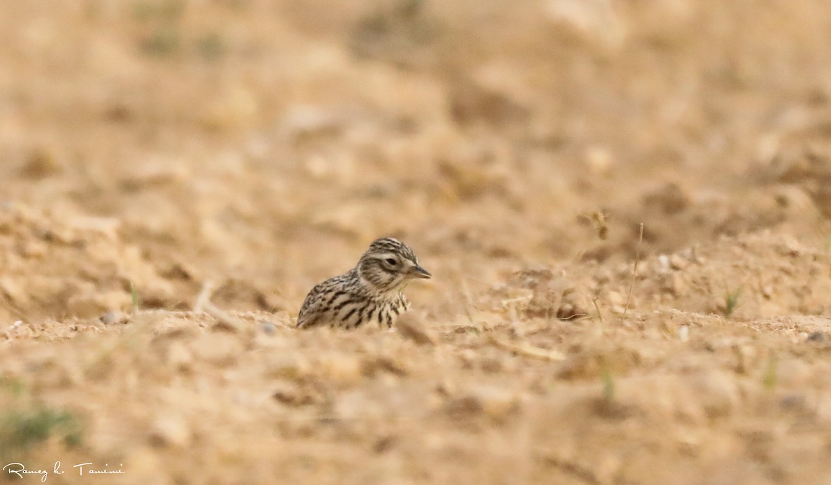 Eurasian Skylark - ML646194175