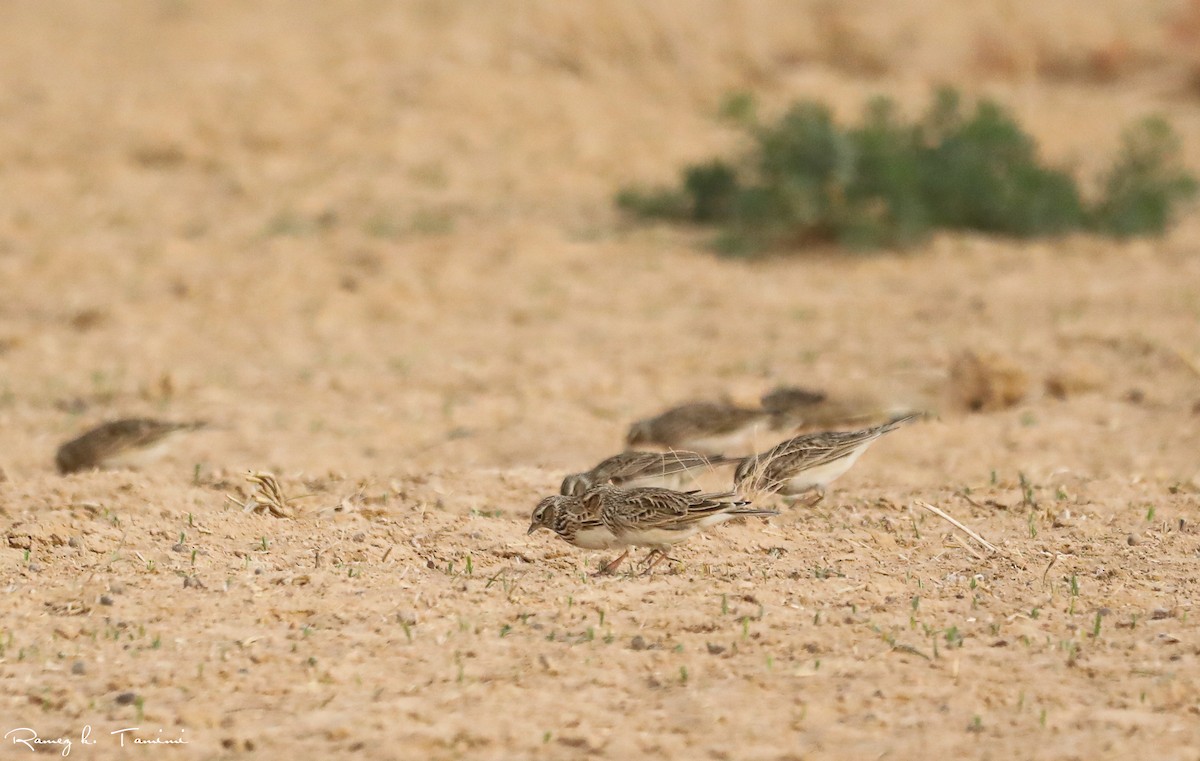 Eurasian Skylark - ML646194176
