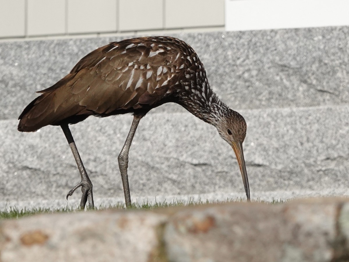 Limpkin (Speckled) - ML646194190
