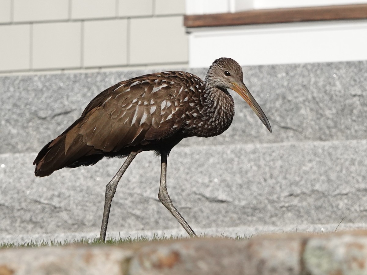 Limpkin (Speckled) - ML646194191