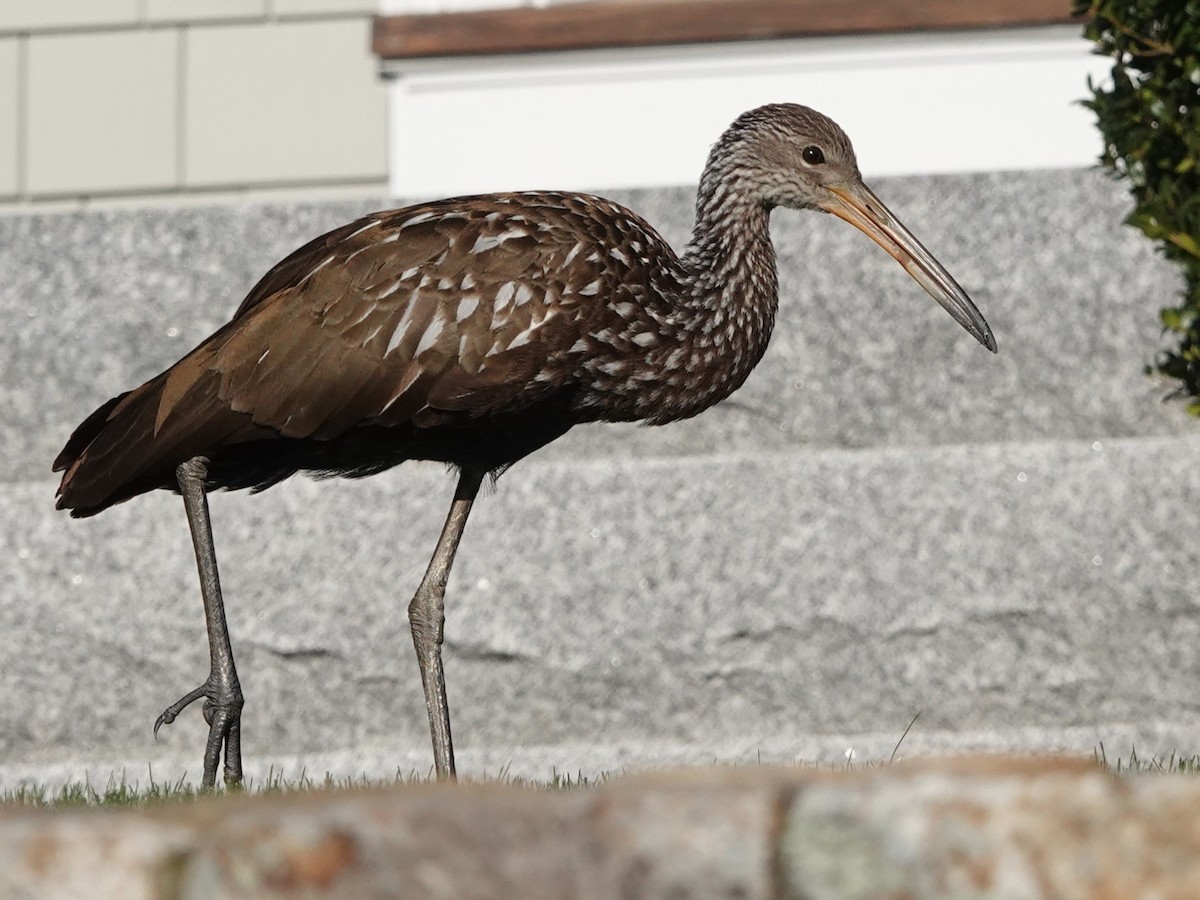 Limpkin (Speckled) - ML646194192