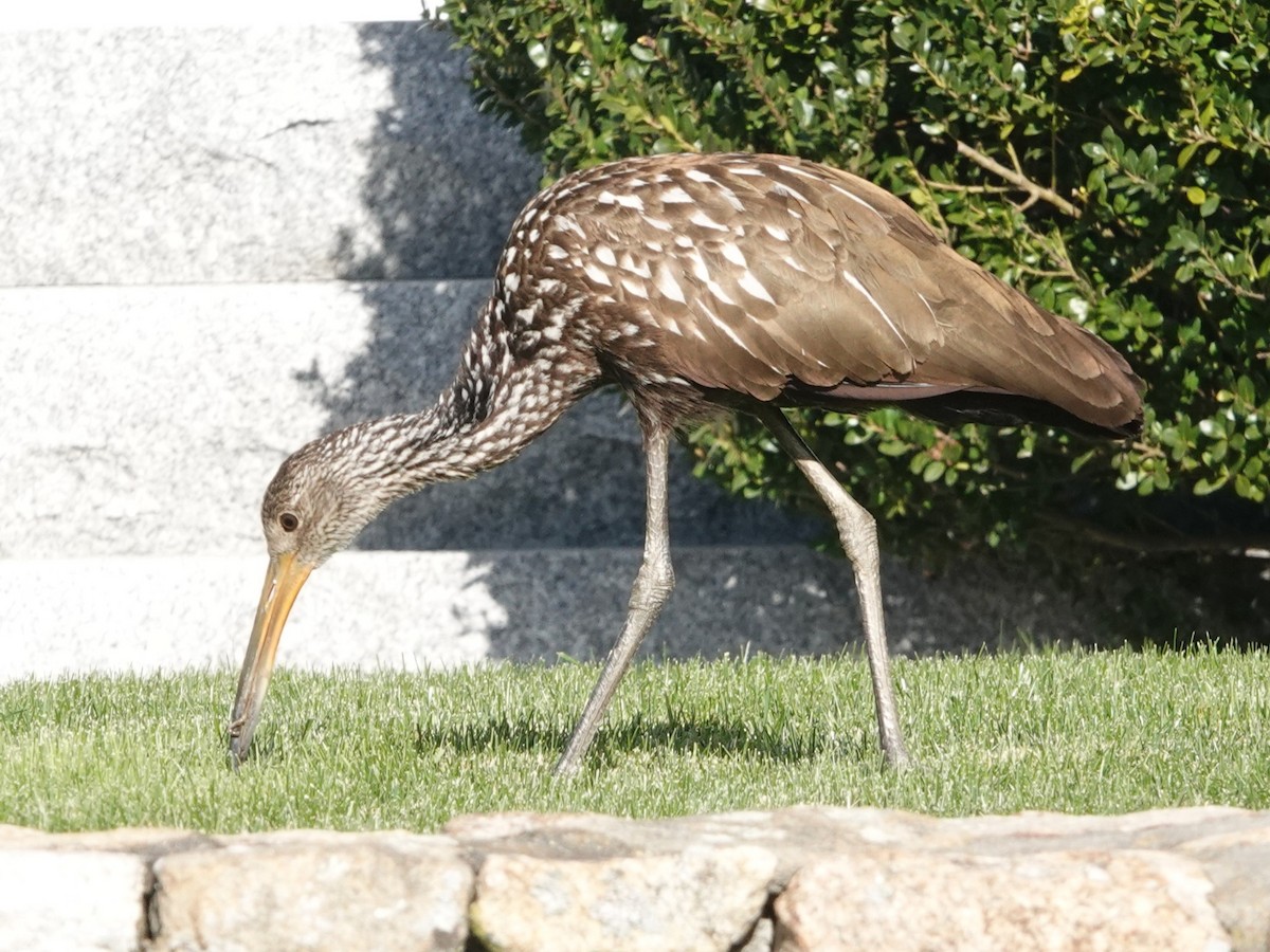 Limpkin (Speckled) - ML646194194