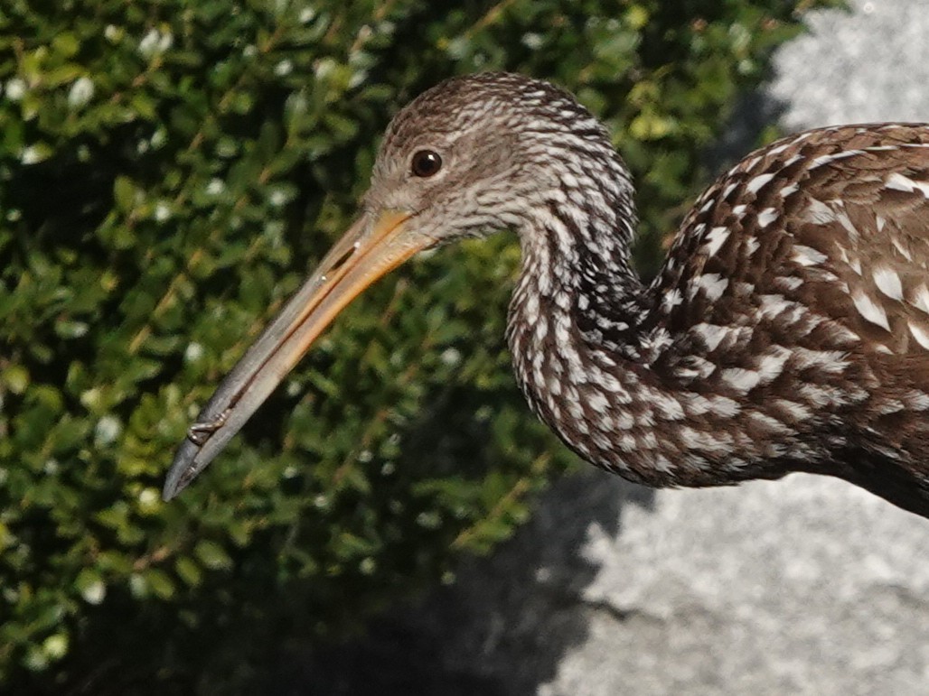 Limpkin (Speckled) - ML646194195