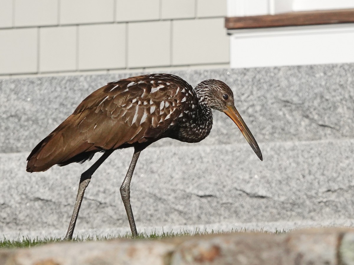 Limpkin (Speckled) - ML646194196