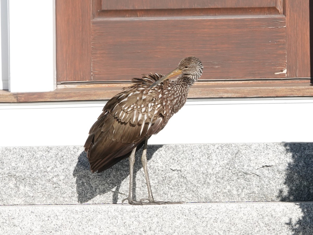 Limpkin (Speckled) - ML646194197