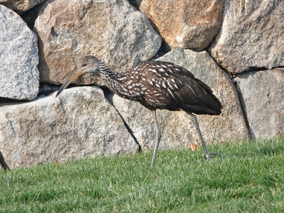 Limpkin (Speckled) - ML646194198