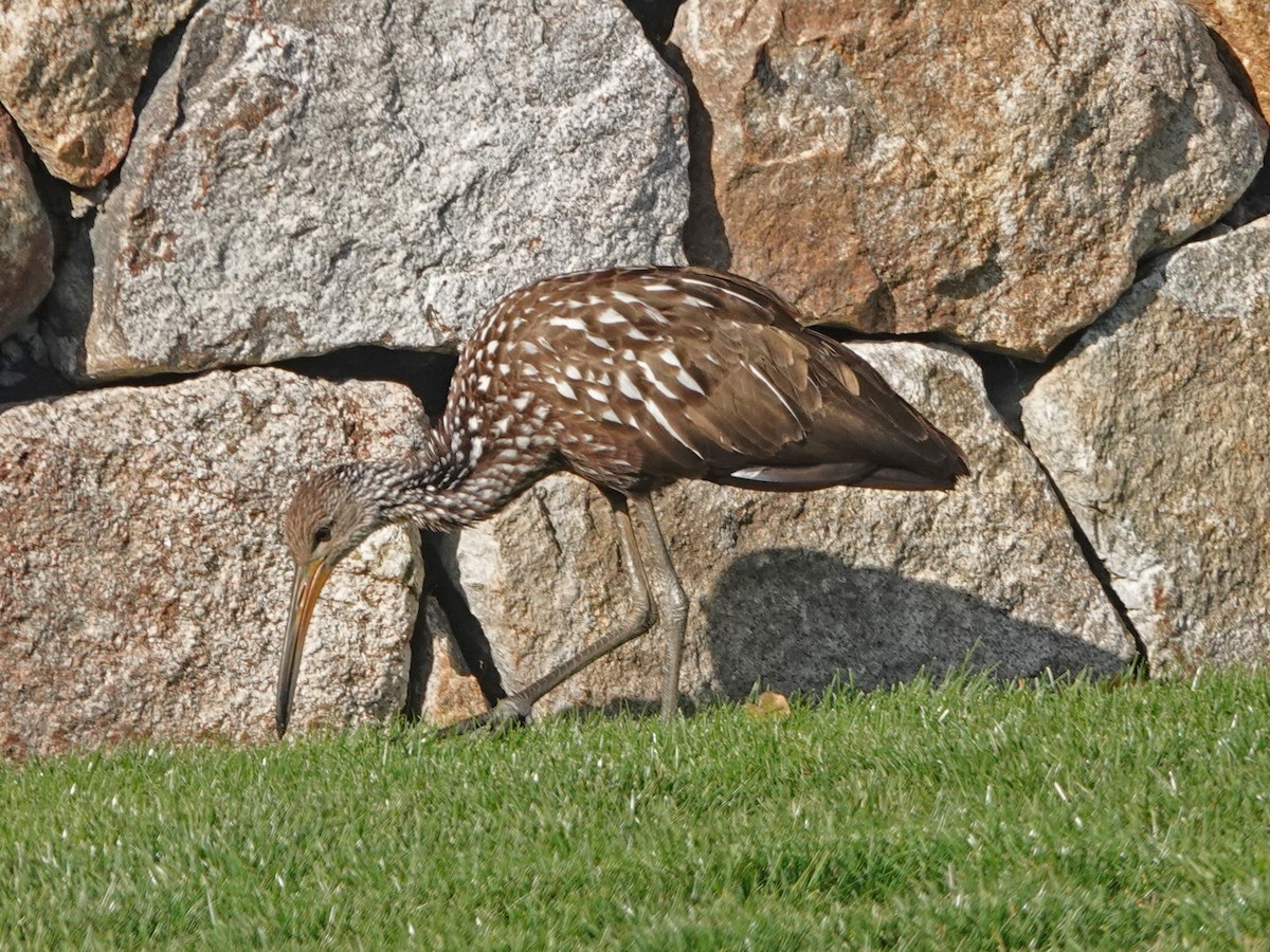 Limpkin (Speckled) - ML646194199