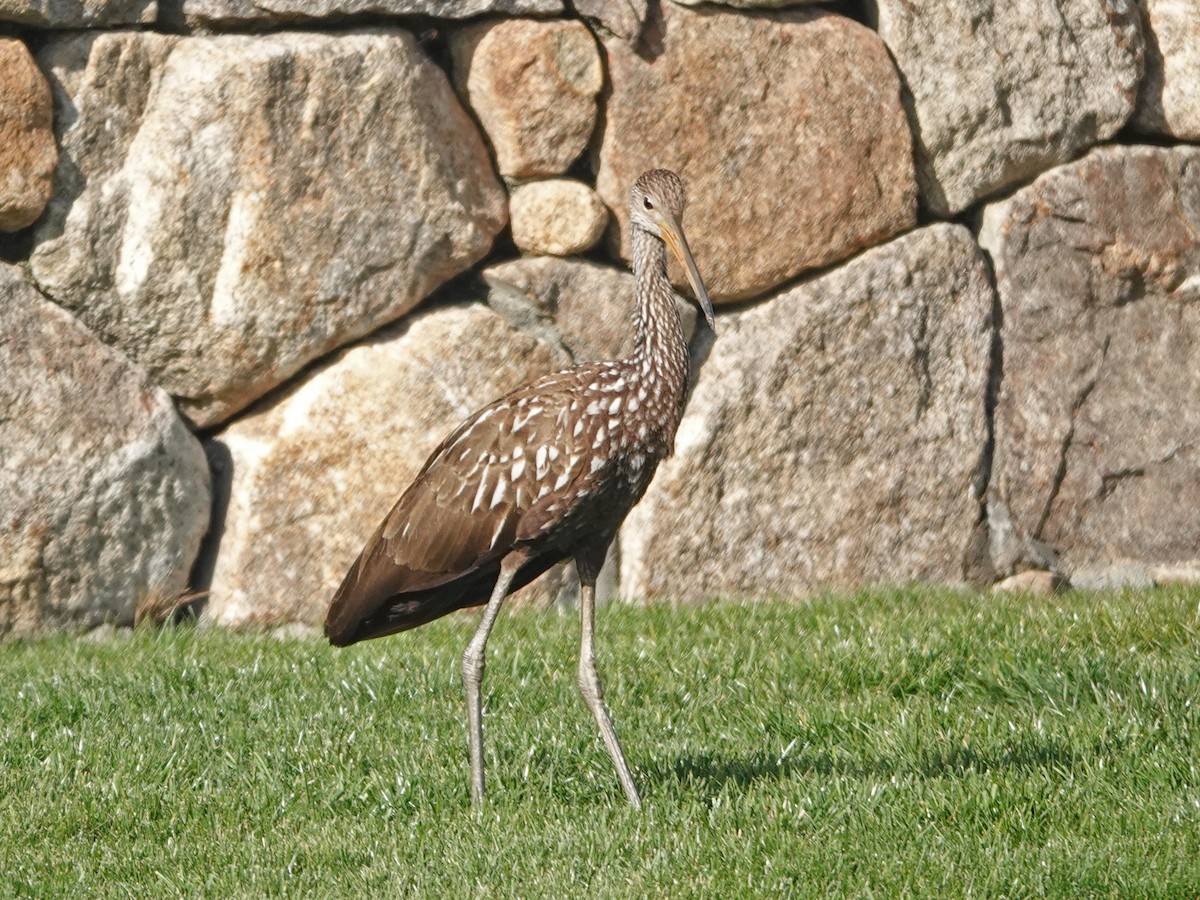 Limpkin (Speckled) - ML646194200