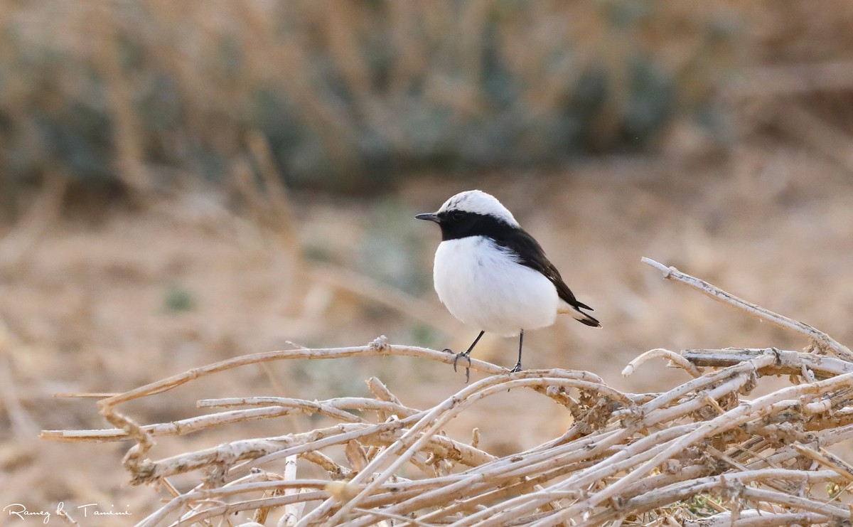 Mourning Wheatear - ML646194202