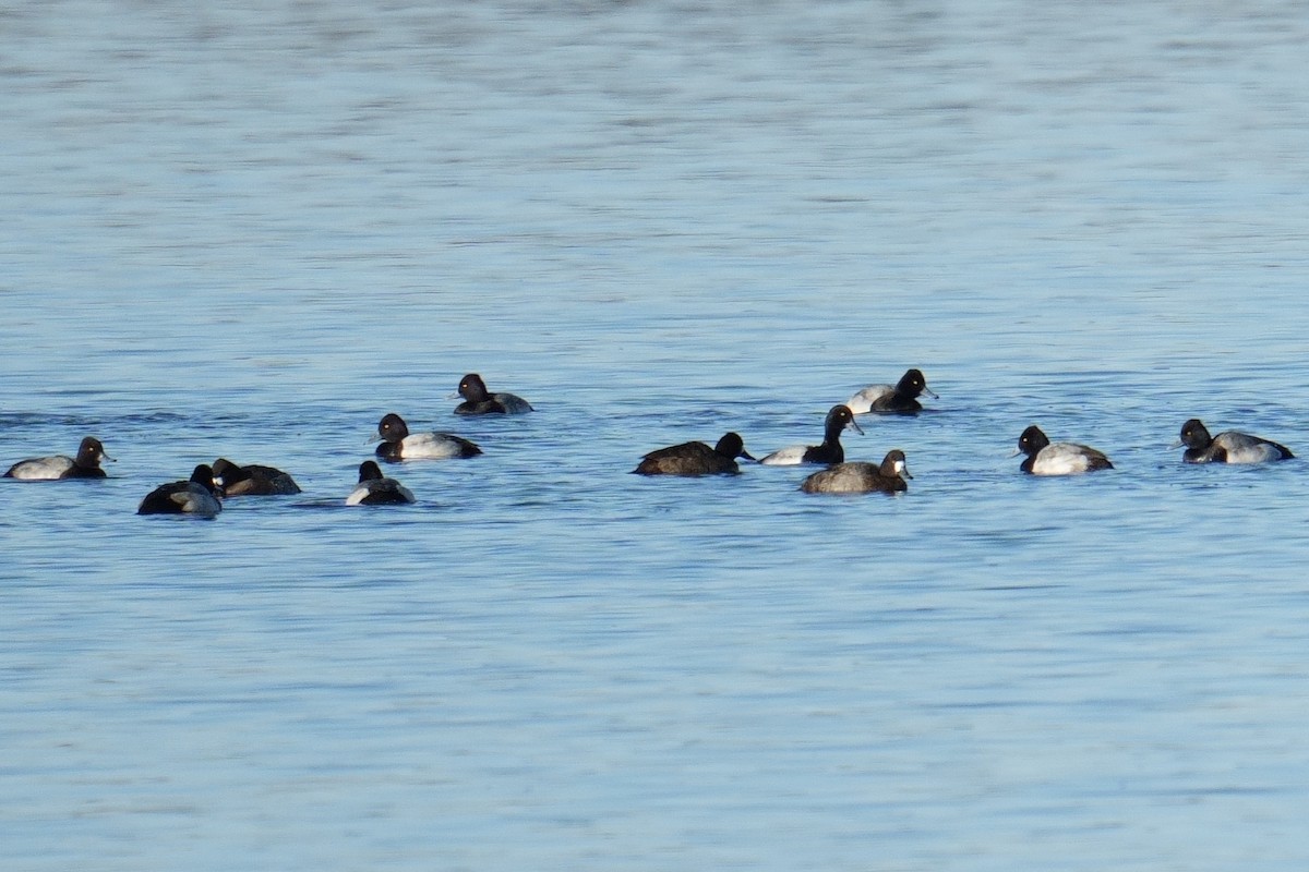 Lesser Scaup - ML646194211