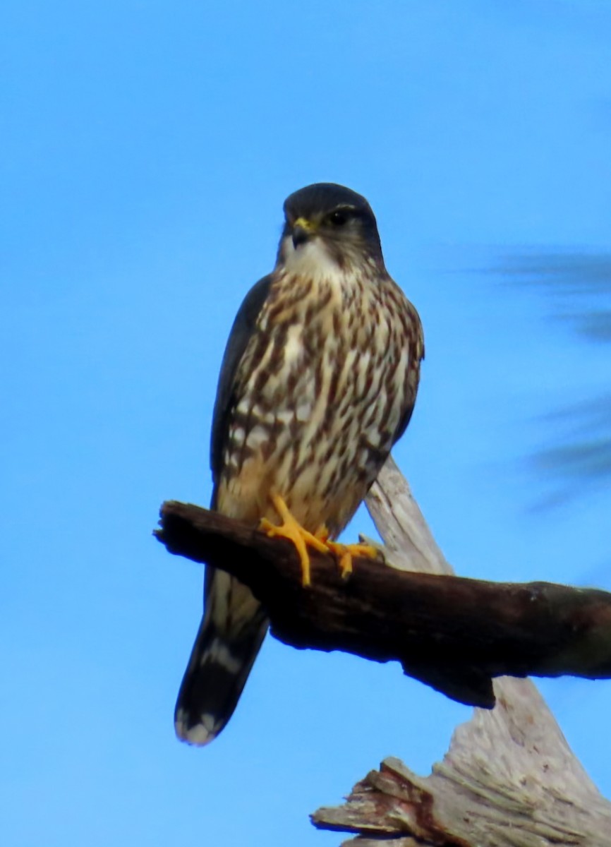 Хайргууна шонхор - ML646194219