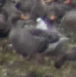 husa velká - ML646194223