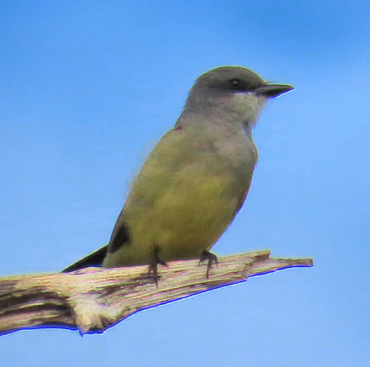 Cassin's Kingbird - ML646194225