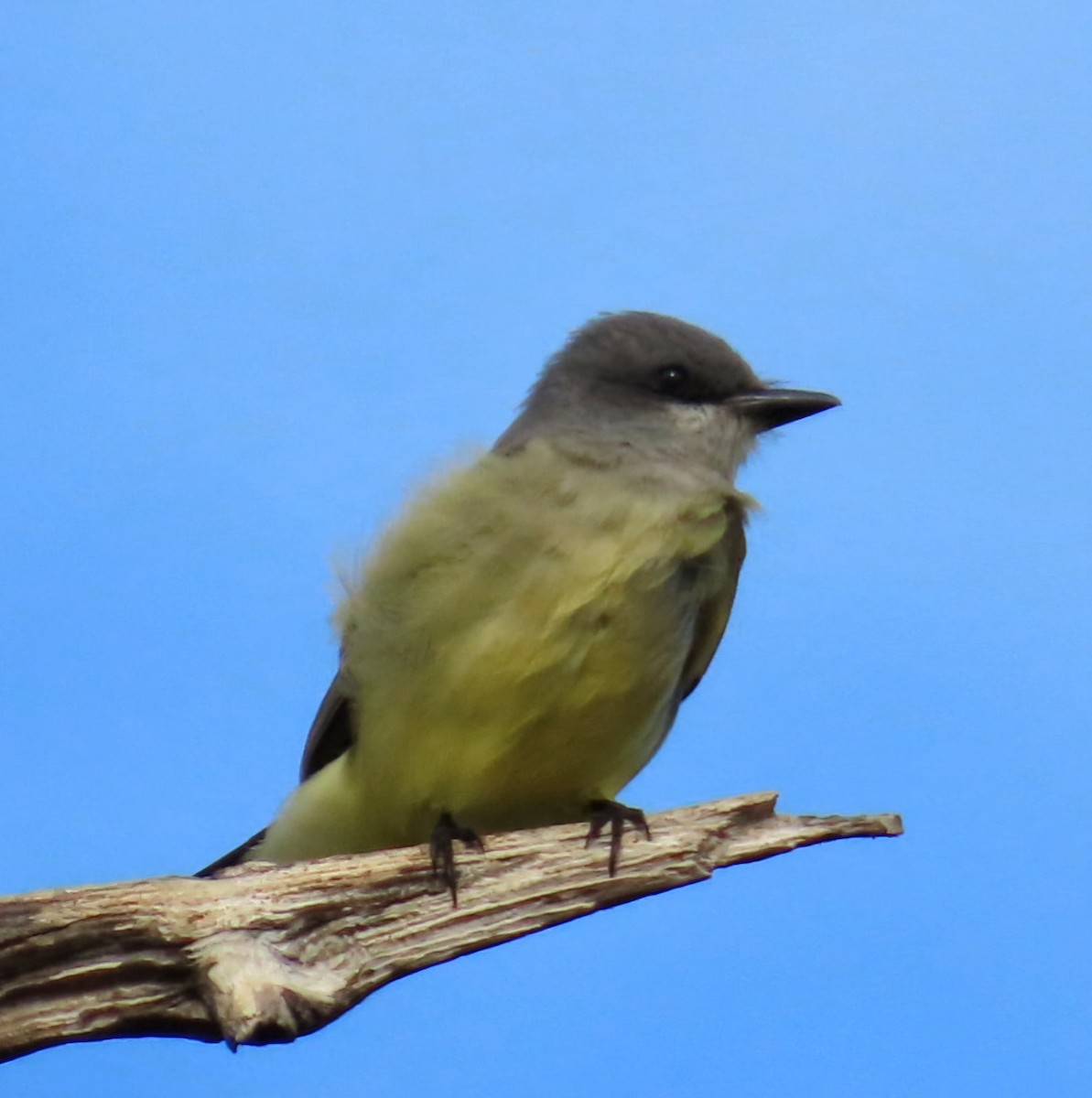 Cassin's Kingbird - ML646194226