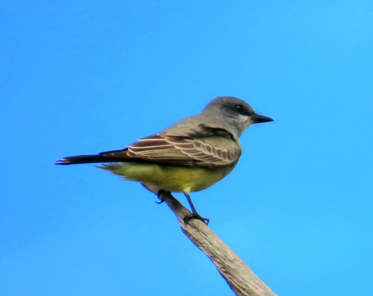 Cassin's Kingbird - ML646194227